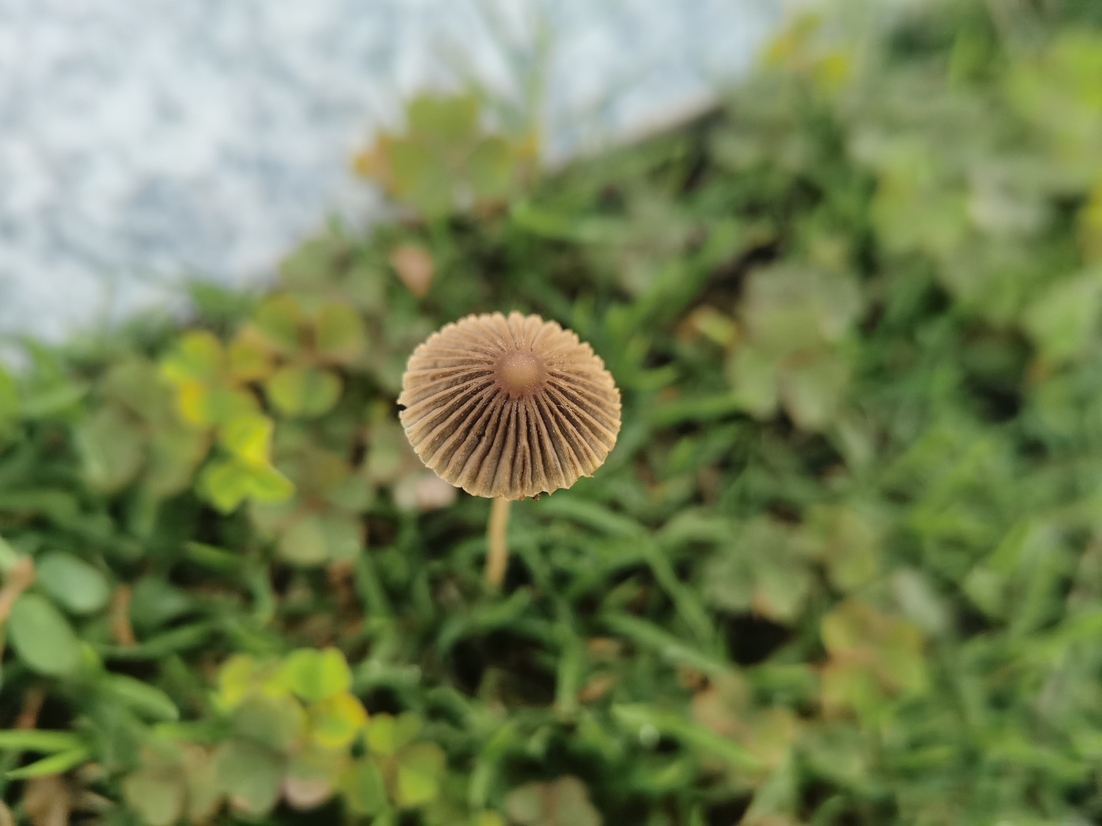 mushroom-image